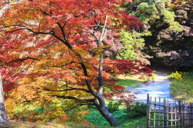 akçaağaç sonbahar günbatımı ağaç yaprak kırmızı arka plan bulanık