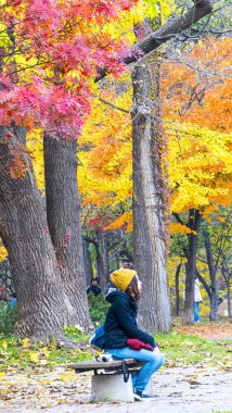 Hokkaido Üniversitesi sonbahar sonbahar sezonunda