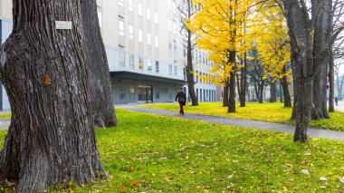 Hokkaido Üniversitesi sonbahar sonbahar sezonunda