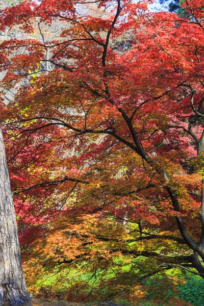 Φθινόπωρο ηλιοβασίλεμα δέντρο κόκκινο φύλλο σφενδάμνου θολή φόντο — Φωτογραφία Αρχείου