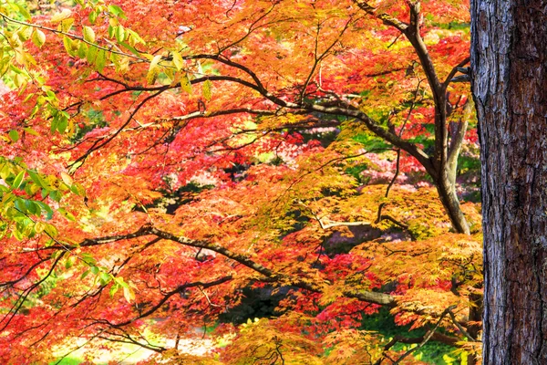 Maple leaf red autumn sunset tree blurred background — Stock Photo, Image