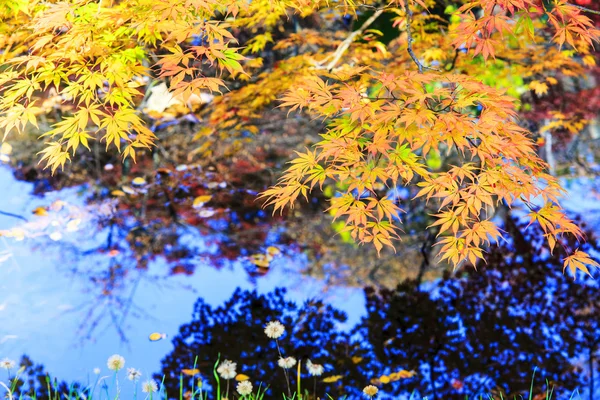 Hoja de arce rojo otoño puesta del sol árbol fondo borroso — Foto de Stock