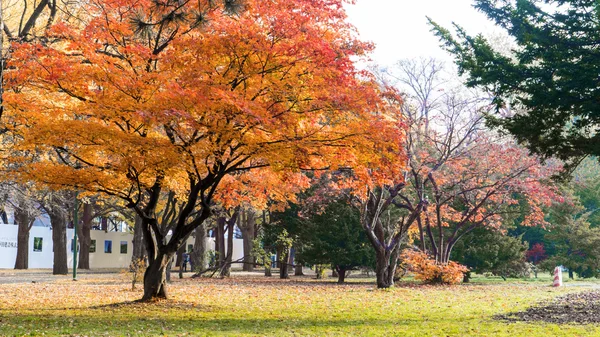 Na podzim podzim Hokkaido University — Stock fotografie