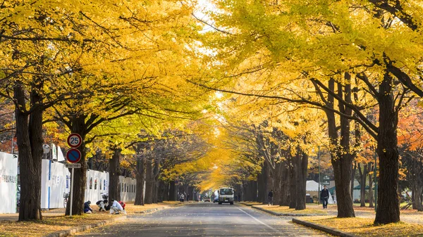 Hokkaido Üniversitesi sonbahar sonbahar sezonunda — Stok fotoğraf