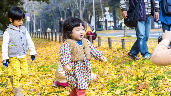 The fall season in the autumn Hokkaido University — Stock Photo, Image