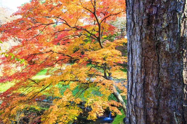 Hoja de arce rojo otoño puesta del sol árbol fondo borroso —  Fotos de Stock