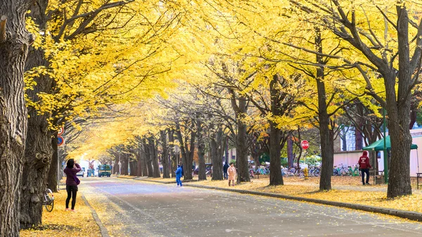 De val seizoen in het najaar Hokkaido Universiteit — Stockfoto