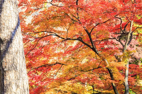 Feuille d'érable rouge automne coucher de soleil arbre fond flou — Photo