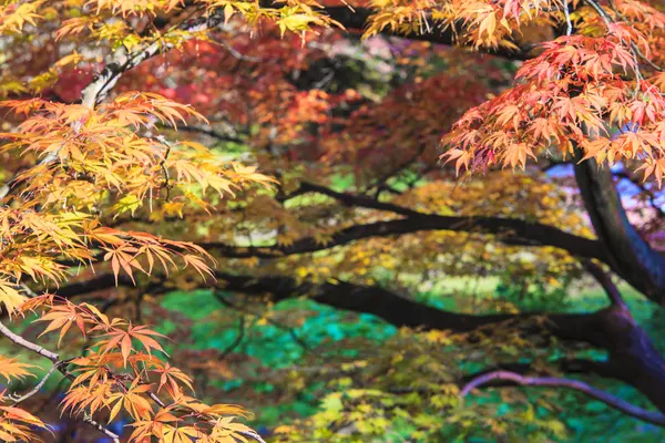 Maple leaf röd höst solnedgång träd suddig bakgrund — Stockfoto