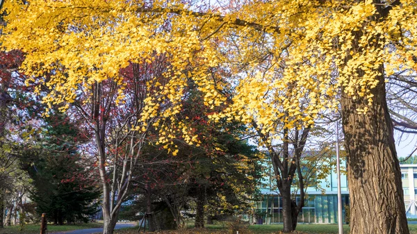 秋の北海道大学で秋のシーズン — ストック写真