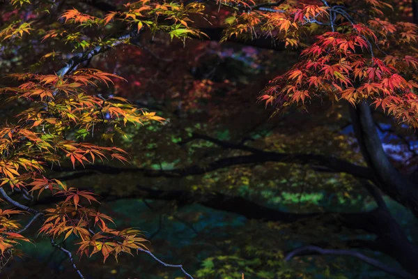 Acero foglia rosso autunno tramonto albero sfocato sfondo — Foto Stock