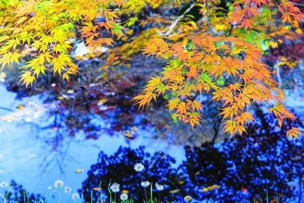 Feuille d'érable rouge automne coucher de soleil arbre fond flou — Photo