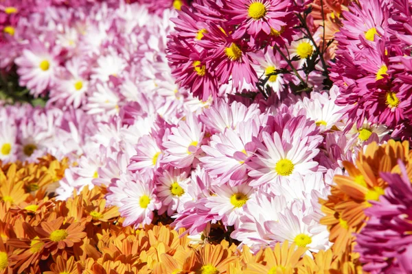 Fleurs, fleurs chrysanthème, Chrysanthème papier peint, chrysanthème — Photo