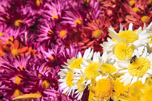 花、花菊、菊の壁紙、ため — ストック写真