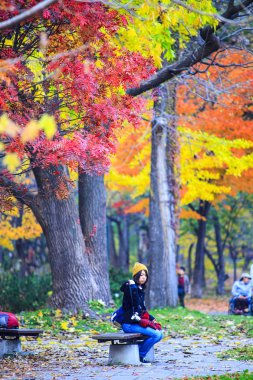 Hokkaido Üniversitesi sonbahar sonbahar sezonunda