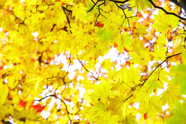 Feuille d'érable rouge automne coucher de soleil arbre fond flou — Photo