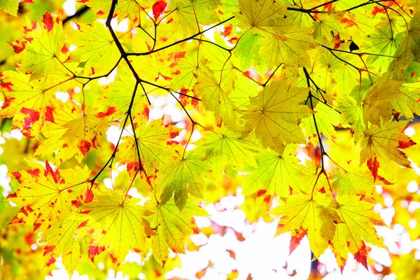 Hoja de arce rojo otoño puesta del sol árbol fondo borroso — Foto de Stock