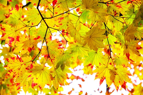 Hoja de arce rojo otoño puesta del sol árbol fondo borroso — Foto de Stock
