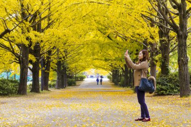Ginkgo sonbahar, Japonya yaprakları sezon sonbahar