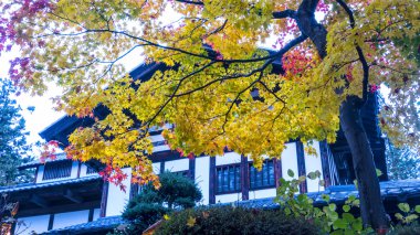 akçaağaç sonbahar günbatımı ağaç yaprak kırmızı arka plan bulanık