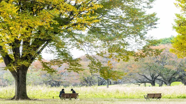 Ginkgo sonbahar, Japonya yaprakları sezon sonbahar — Stok fotoğraf