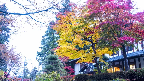 Feuille d'érable rouge automne coucher de soleil arbre fond flou — Photo