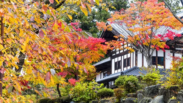 Ahornblatt rot Herbst Sonnenuntergang Baum verschwommen Hintergrund — Stockfoto