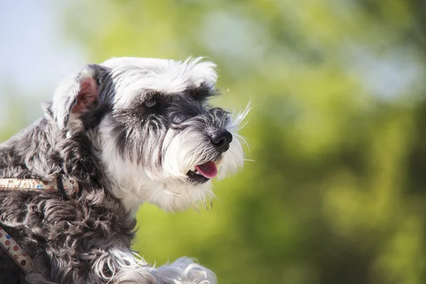 Doce cão Schnauzer com orelhas engraçadas sorrisos com fundo agradável — Fotografia de Stock