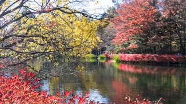 Nagano ile güzel bir renk, sonbahar sezonunun Karuizawa, Japonya