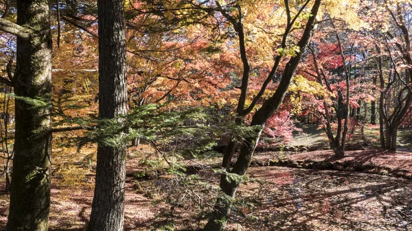 A őszi szezon Karuizawa, szép szín, Nagano, Japán — Stock Fotó