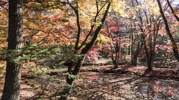 Höstsäsongen av Karuizawa, Nagano med fin färg, Japan — Stockfoto