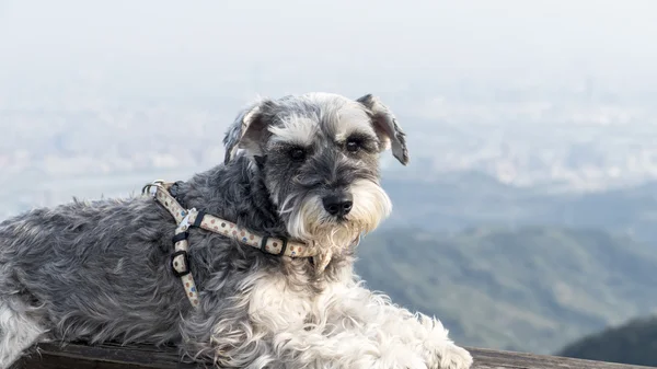 Dolce cane Schnauzer con orecchie divertenti sorride con bello sfondo — Foto Stock