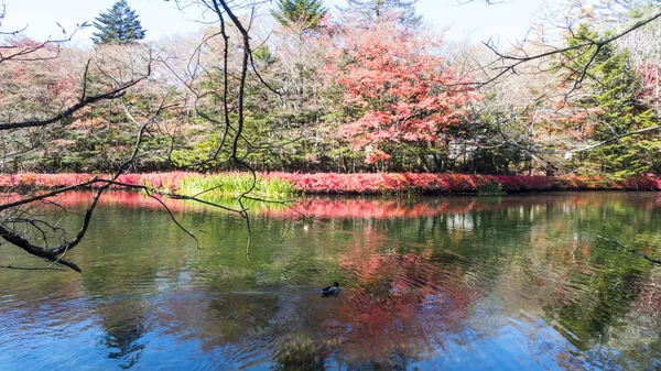 Nagano ile güzel bir renk, sonbahar sezonunun Karuizawa, Japonya — Stok fotoğraf