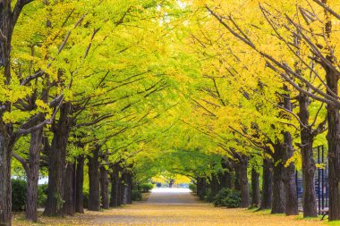 Ginkgo sonbahar, Japonya yaprakları sezon sonbahar