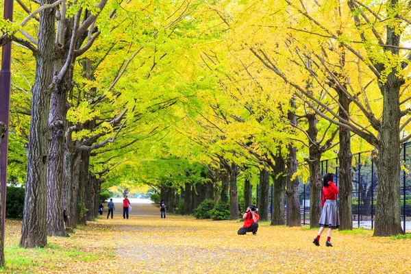 Vallen seizoen ginkgo in de herfst, Japan laat — Stockfoto