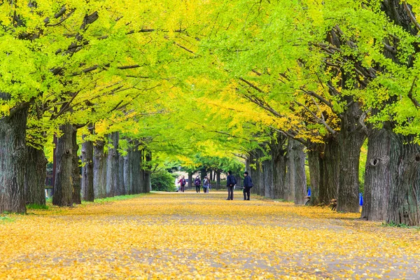 Höstsäsong ginkgo blad på hösten, Japan — Stockfoto