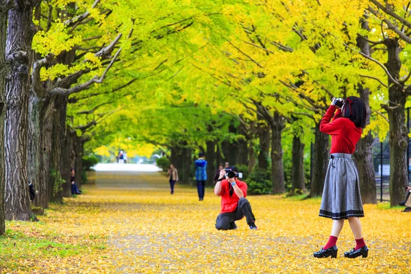 Ginkgo sonbahar, Japonya yaprakları sezon sonbahar — Stok fotoğraf