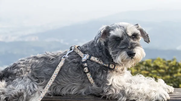 Dolce cane Schnauzer con orecchie divertenti sorride con bello sfondo — Foto Stock