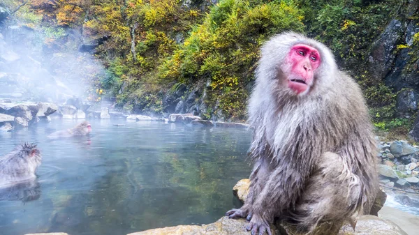 Macaco de neve na primavera quente na temporada de outono — Fotografia de Stock