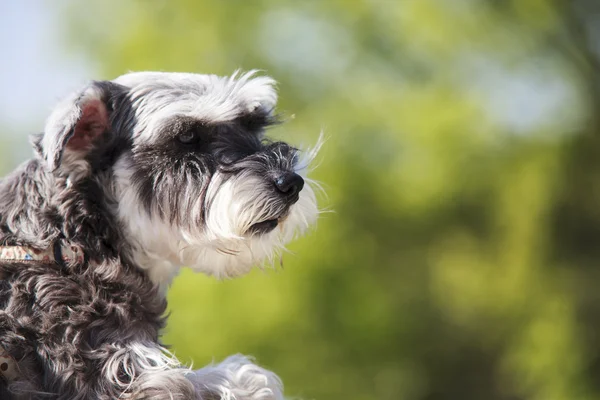 Sweet Schnauzer dog with funny ears smiles with nice background — Stock Photo, Image