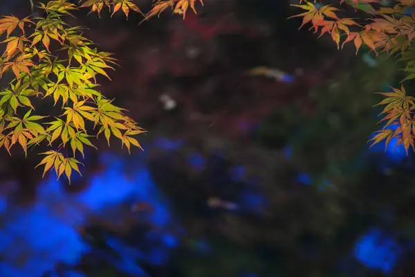 Maple leaf röd höst solnedgång träd suddig bakgrund — Stockfoto