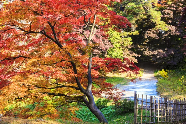 Klon czerwony liść jesieni drzewa zachód rozmazane tło — Zdjęcie stockowe