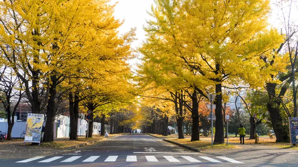 The fall season in the autumn Hokkaido University — Stock Photo, Image