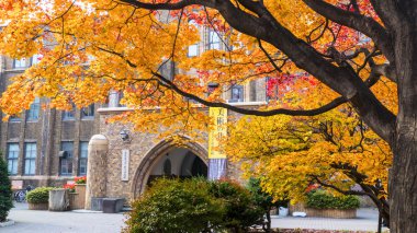 Hokkaido Üniversitesi sonbahar sonbahar sezonunda