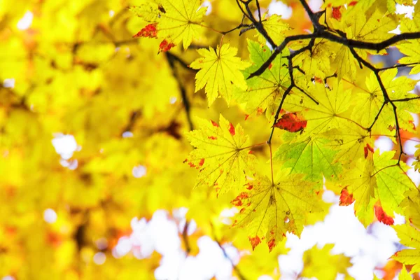 Hoja de arce rojo otoño puesta del sol árbol fondo borroso — Foto de Stock