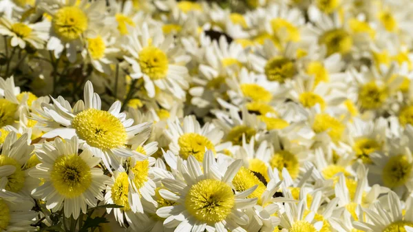 Vacker årstid på Hirosaki Castle Park i Hirosaki, Aomori — Stockfoto