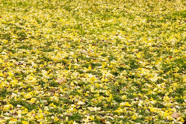 La temporada de otoño en la Universidad Hokkaido otoño — Foto de Stock