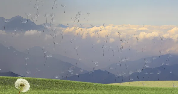 Diente de león con semillas soplando en el viento a través de un cielo despejado —  Fotos de Stock