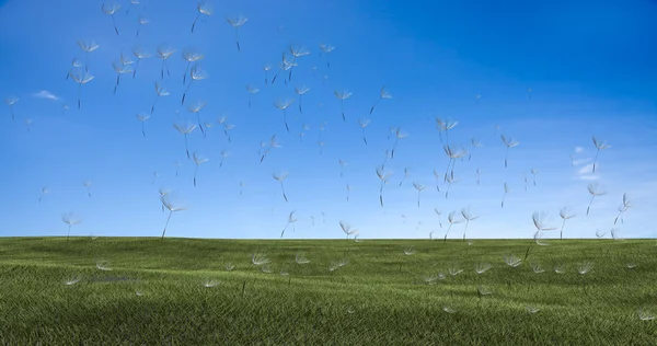 Löwenzahn mit Samen, die im Wind über einen klaren Himmel wehen — Stockfoto