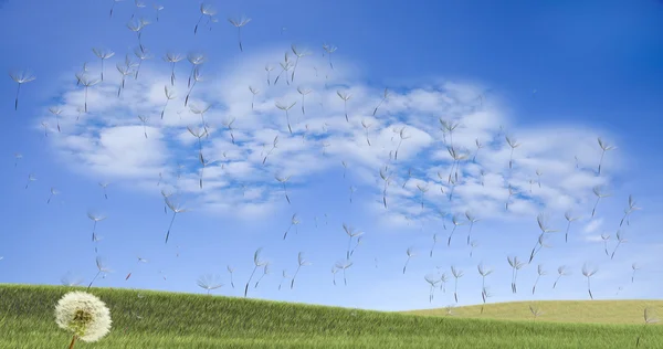 Dente-de-leão com sementes que sopram no vento através de um céu limpo — Fotografia de Stock